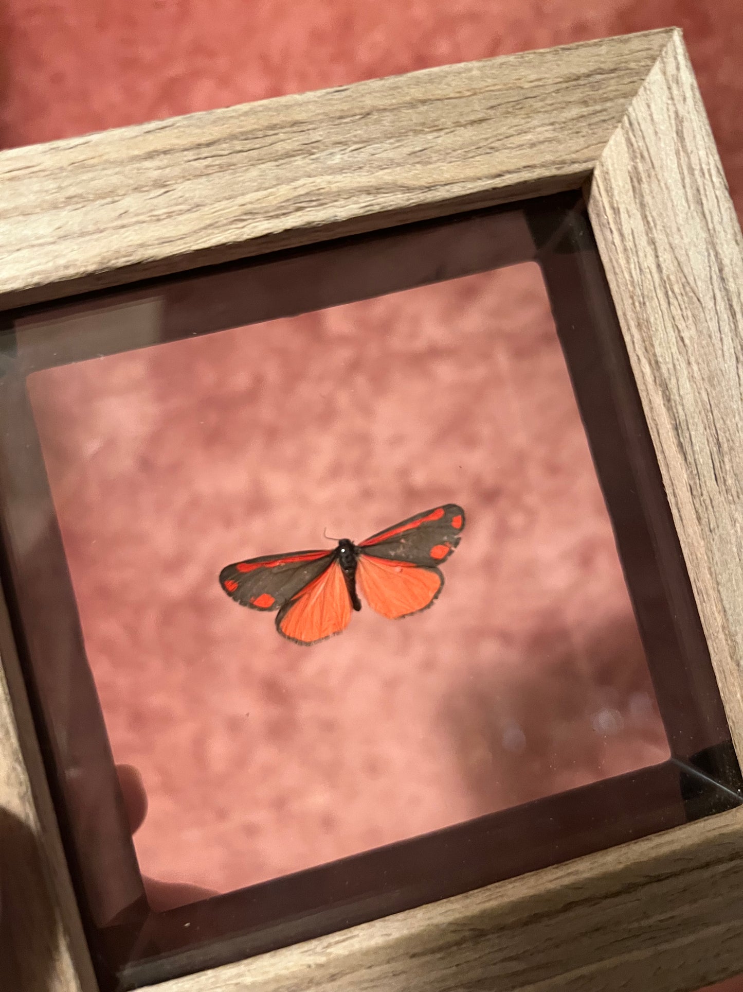 Glass Backed Natural Deaths 4x4