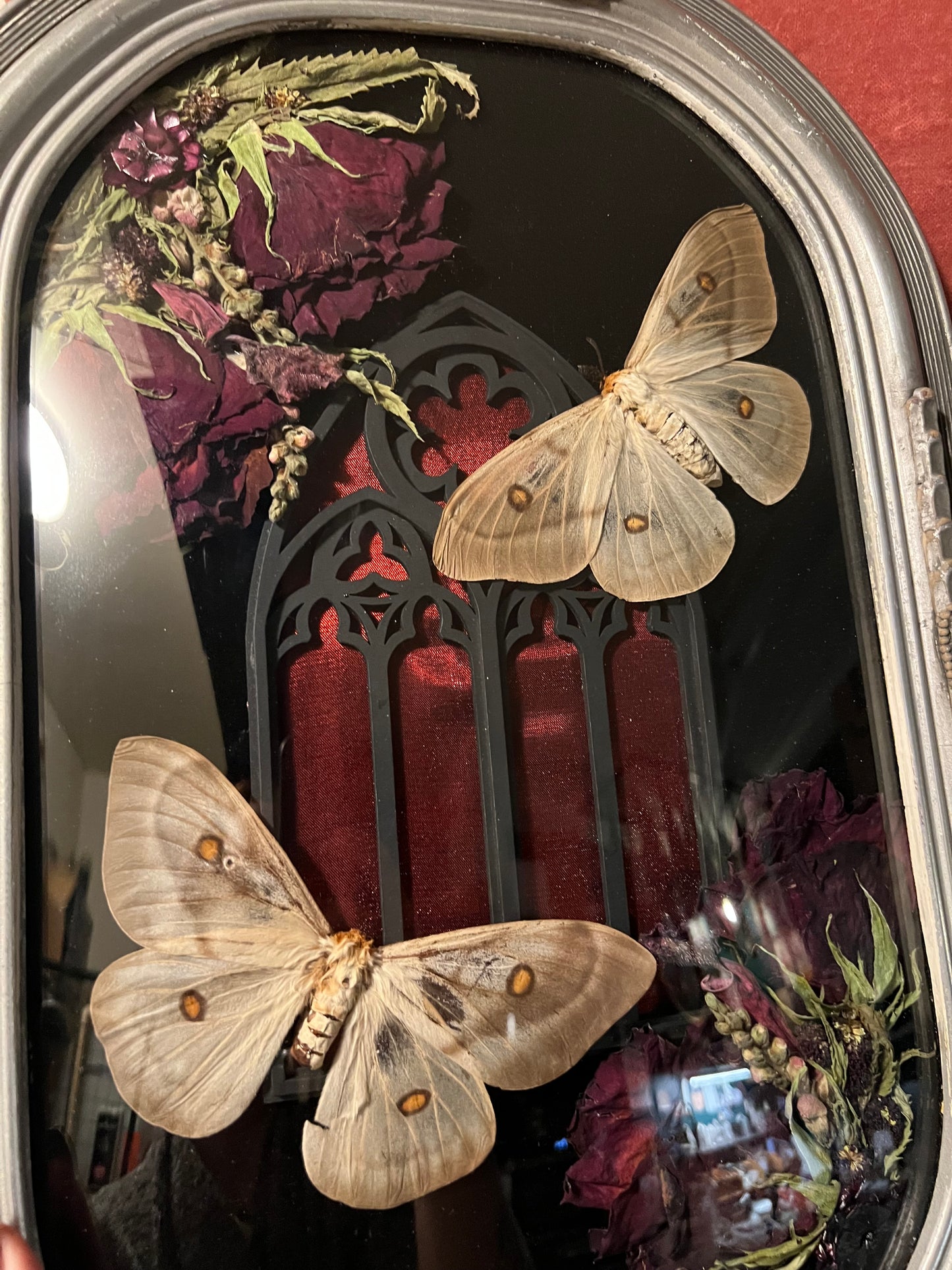 Ghostly Moth Cathedral Antique Frame