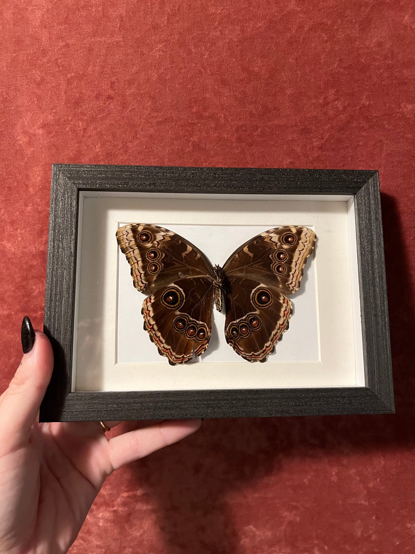 Blue Morpho Frames