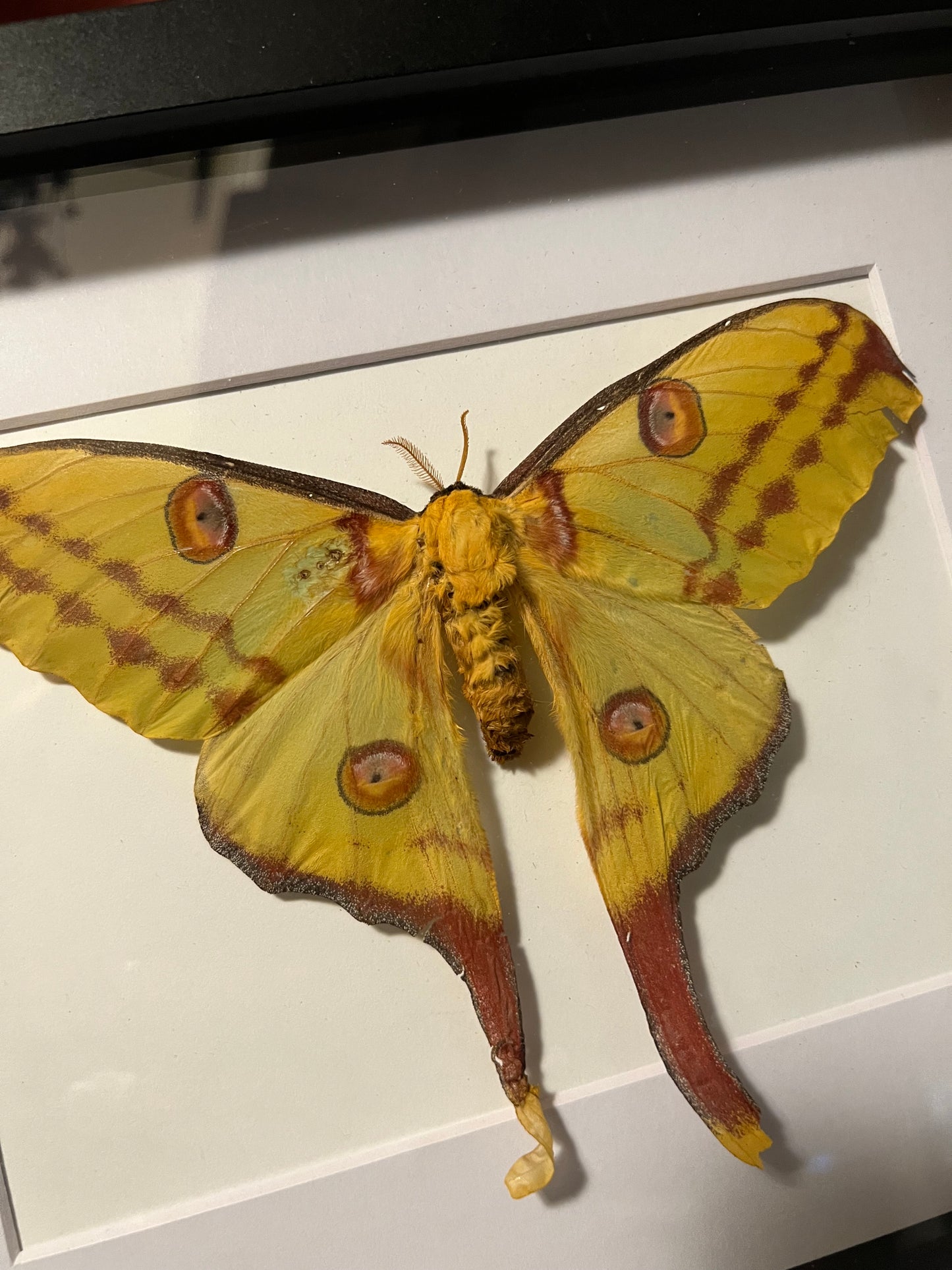 Comet Moth Female 8x10