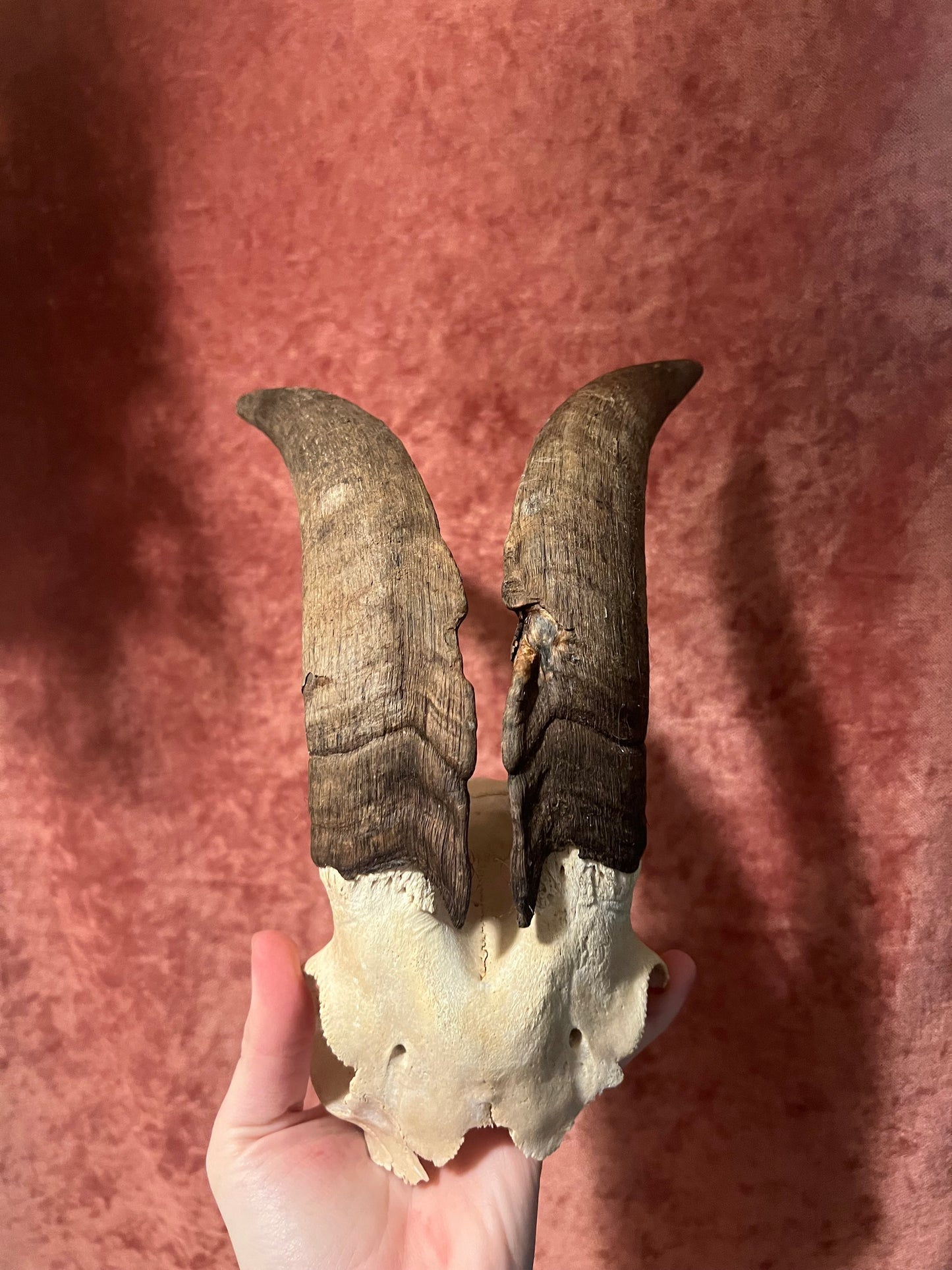 Ram Skulls
