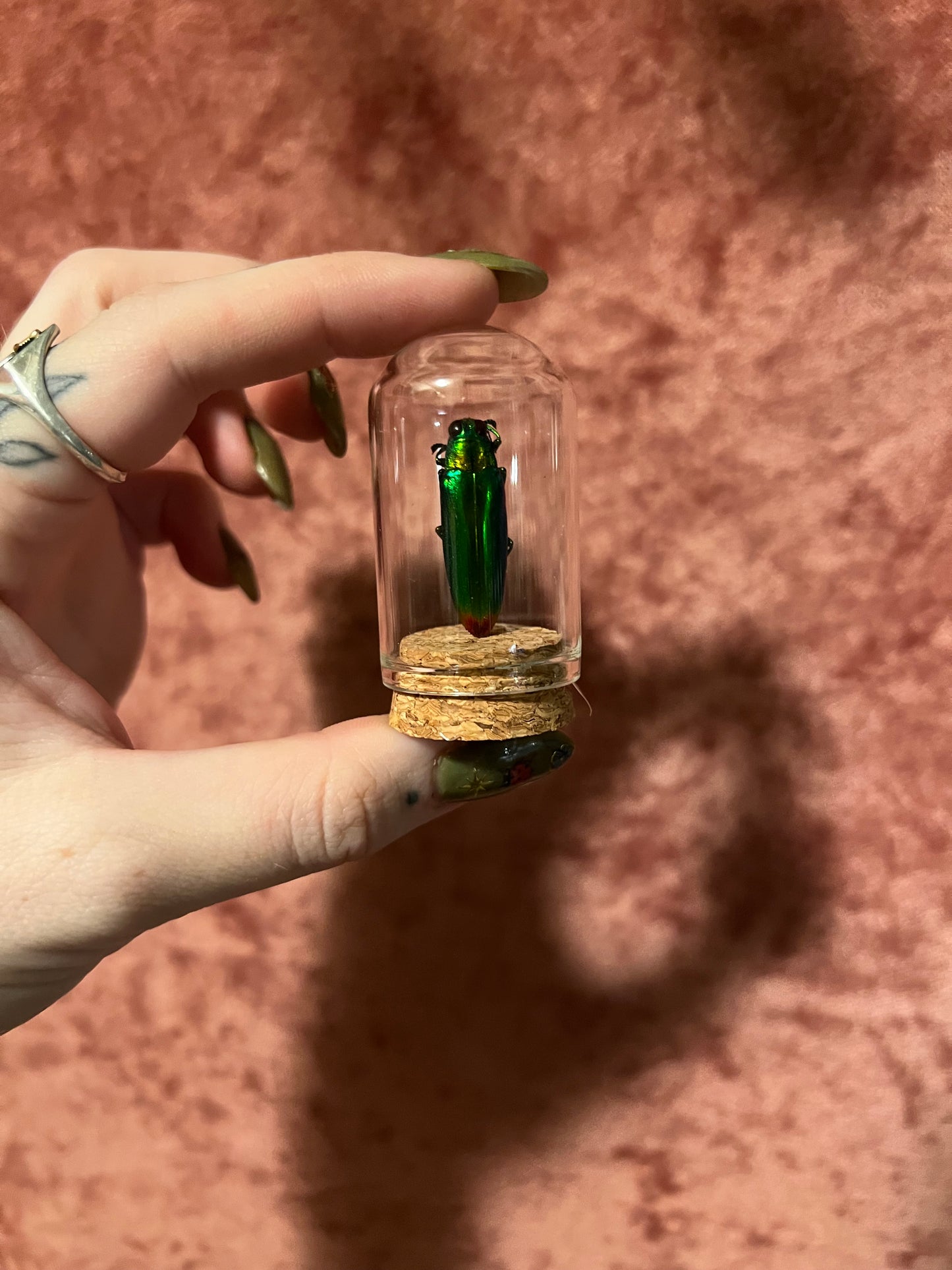 Assorted Beetle Curio Jar, Glass and Cork Dome
