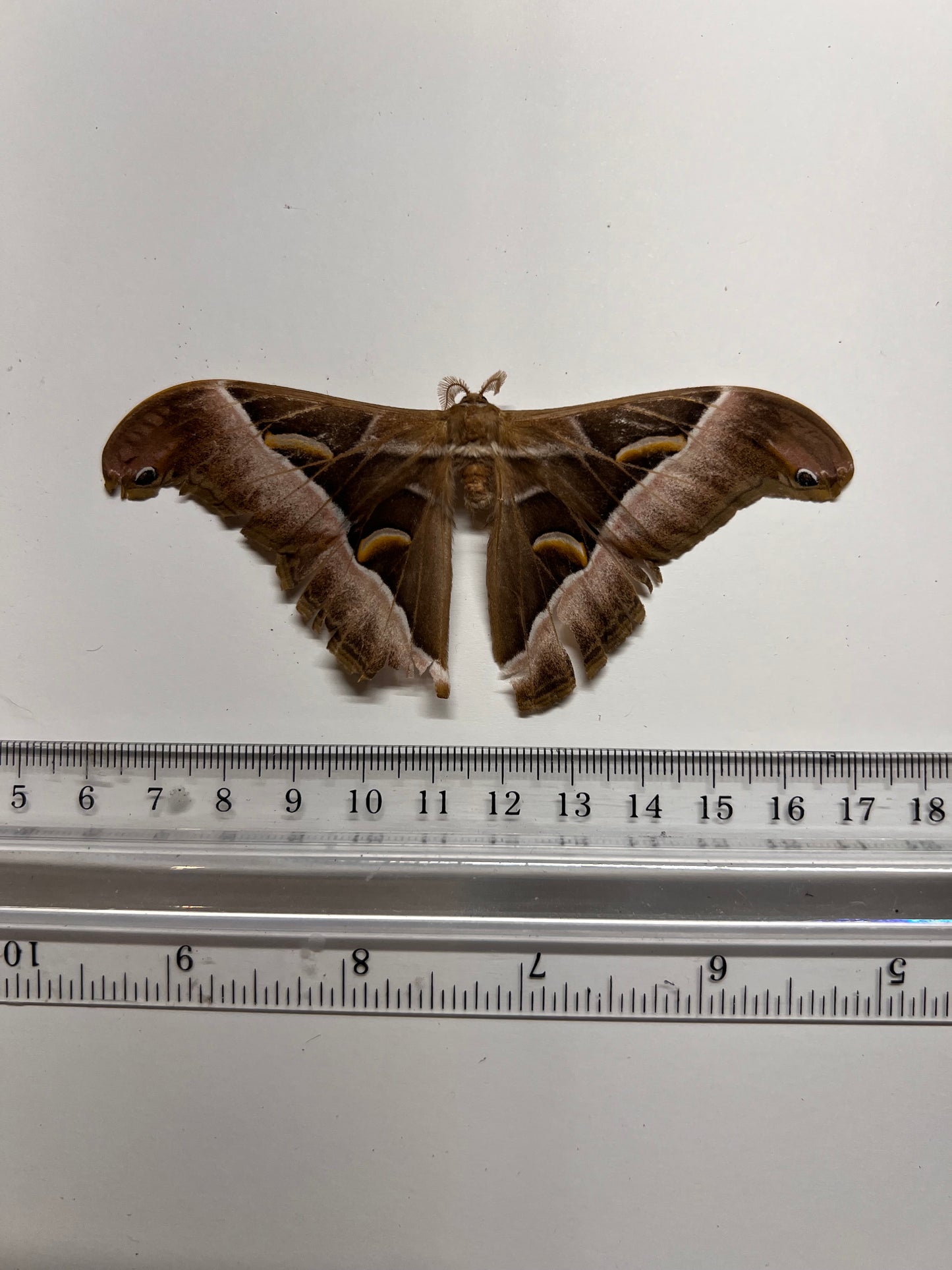Cynthia Moth - Natural Death Papered Specimen