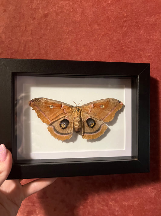 Polyphemus Moth (ND) 5x7
