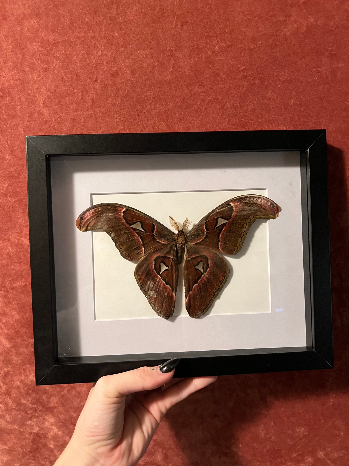 Lorquin’s Atlas Moth