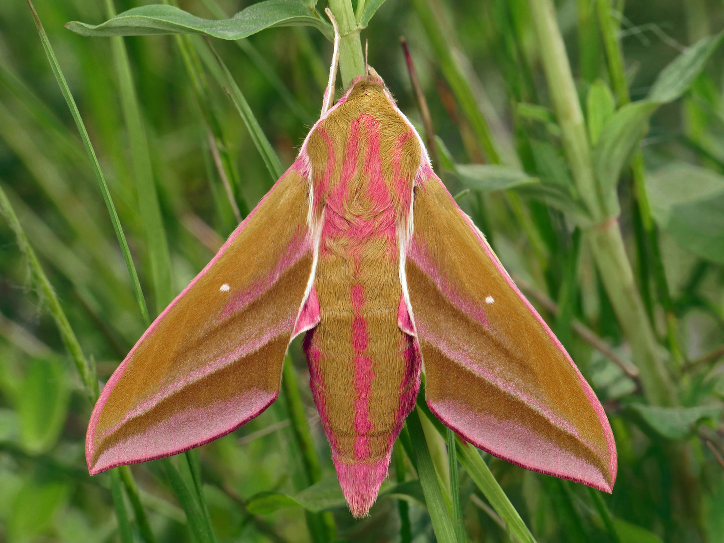 Elephant Hawk Moth - Deilephila elpenor - Natural Death Papered Specimen