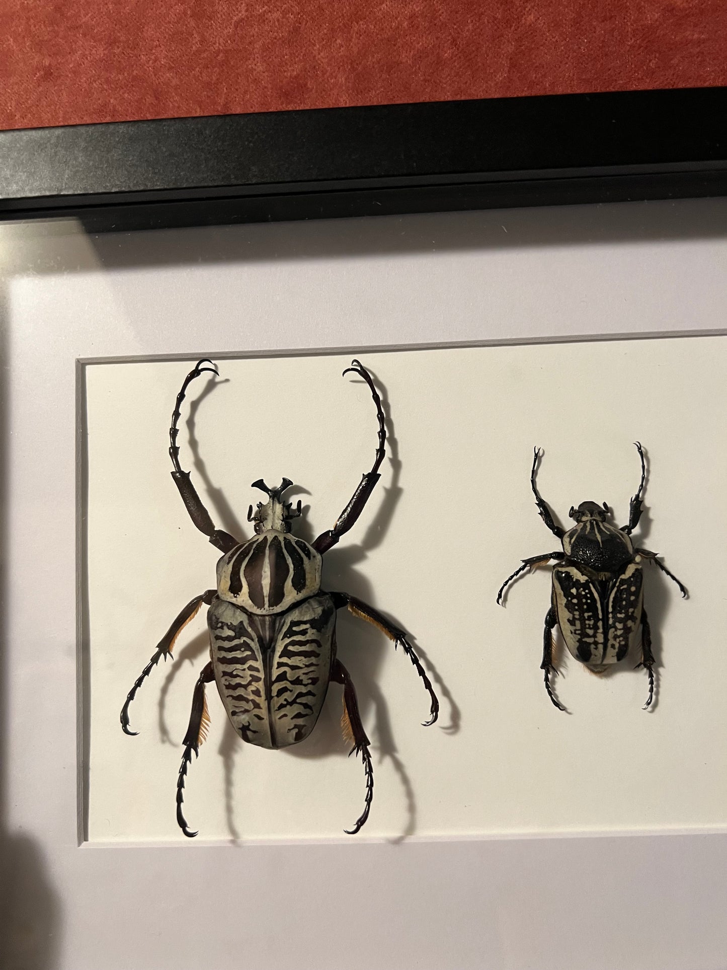 Goliath Beetle Pair Framed