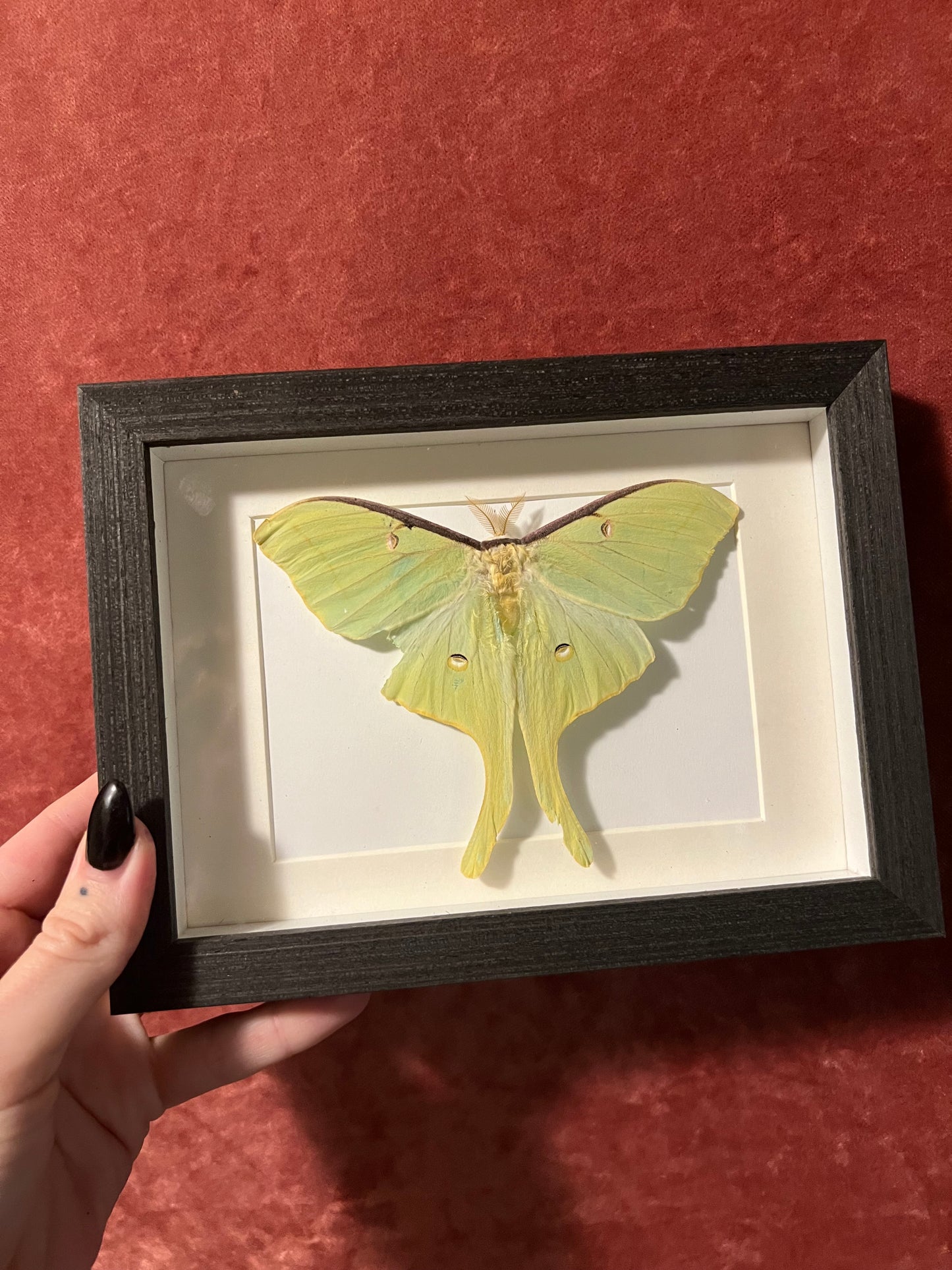 Luna Moth Frames