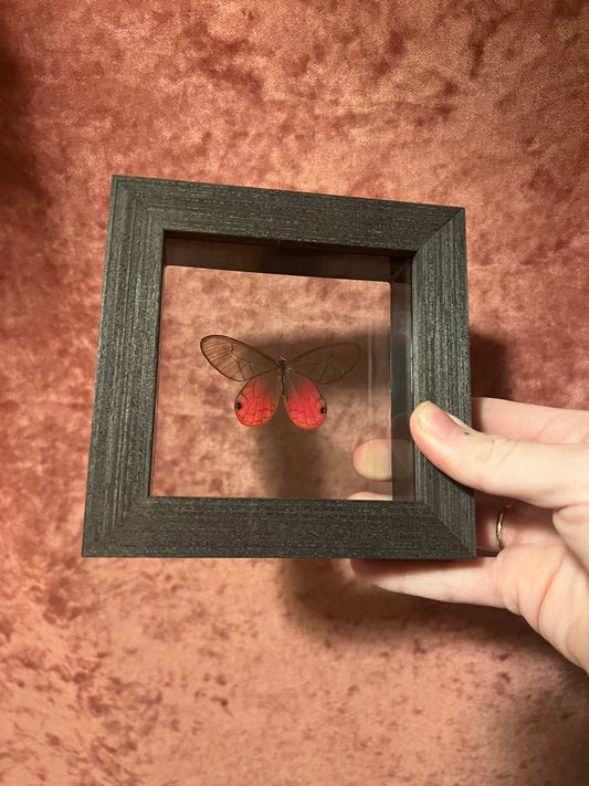 Pink Glasswing Glass Backed 4x4