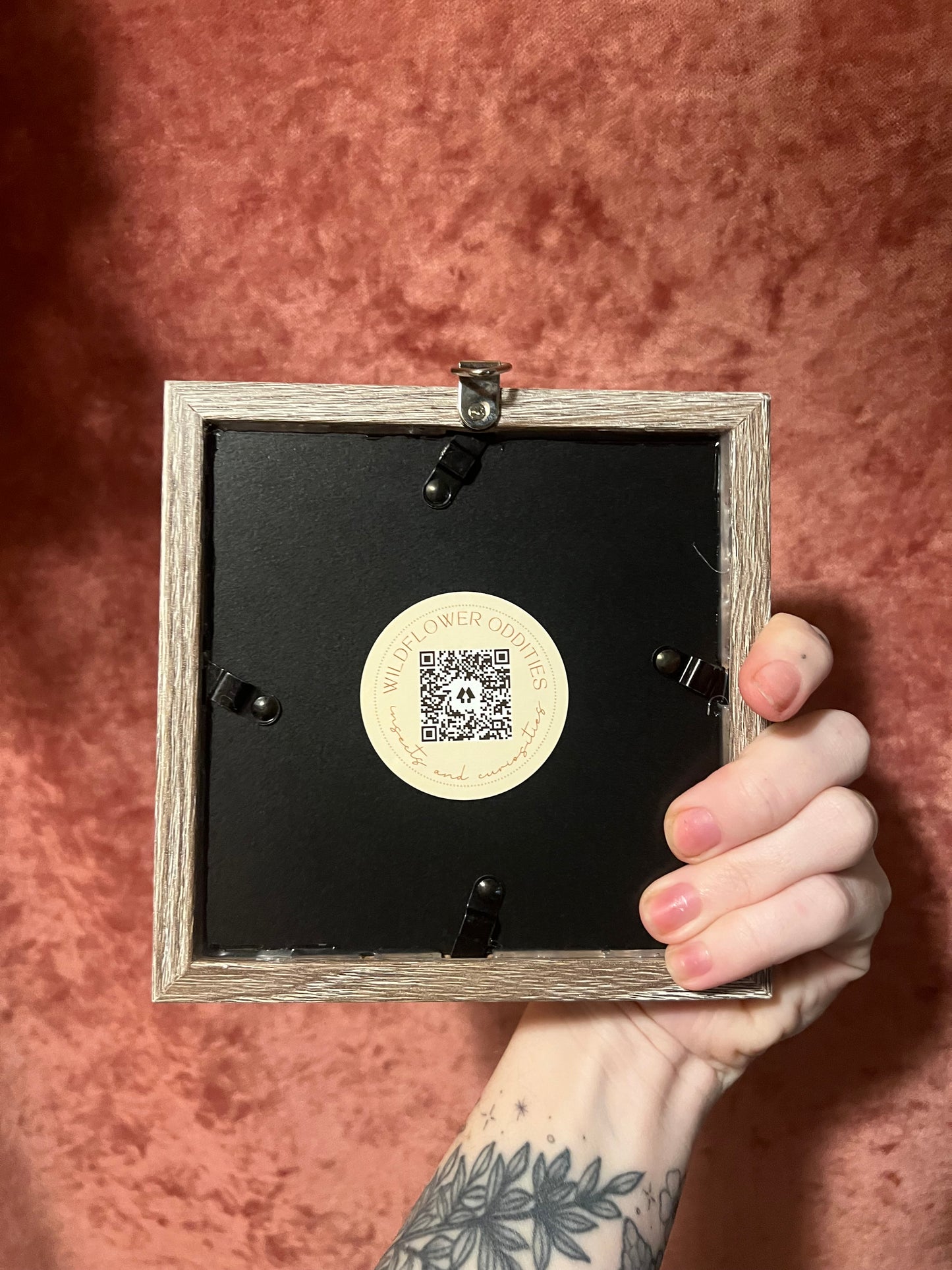 Blue Jay Butterfly 5x5