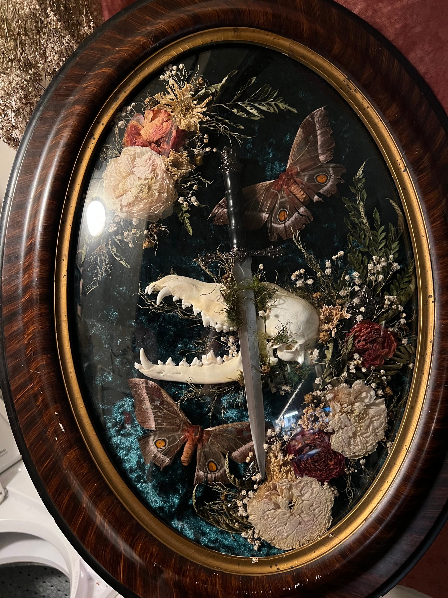 Coyote Dagger Frame with Natural Death Moths