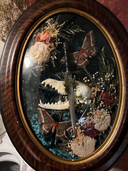 Coyote Dagger Frame with Natural Death Moths
