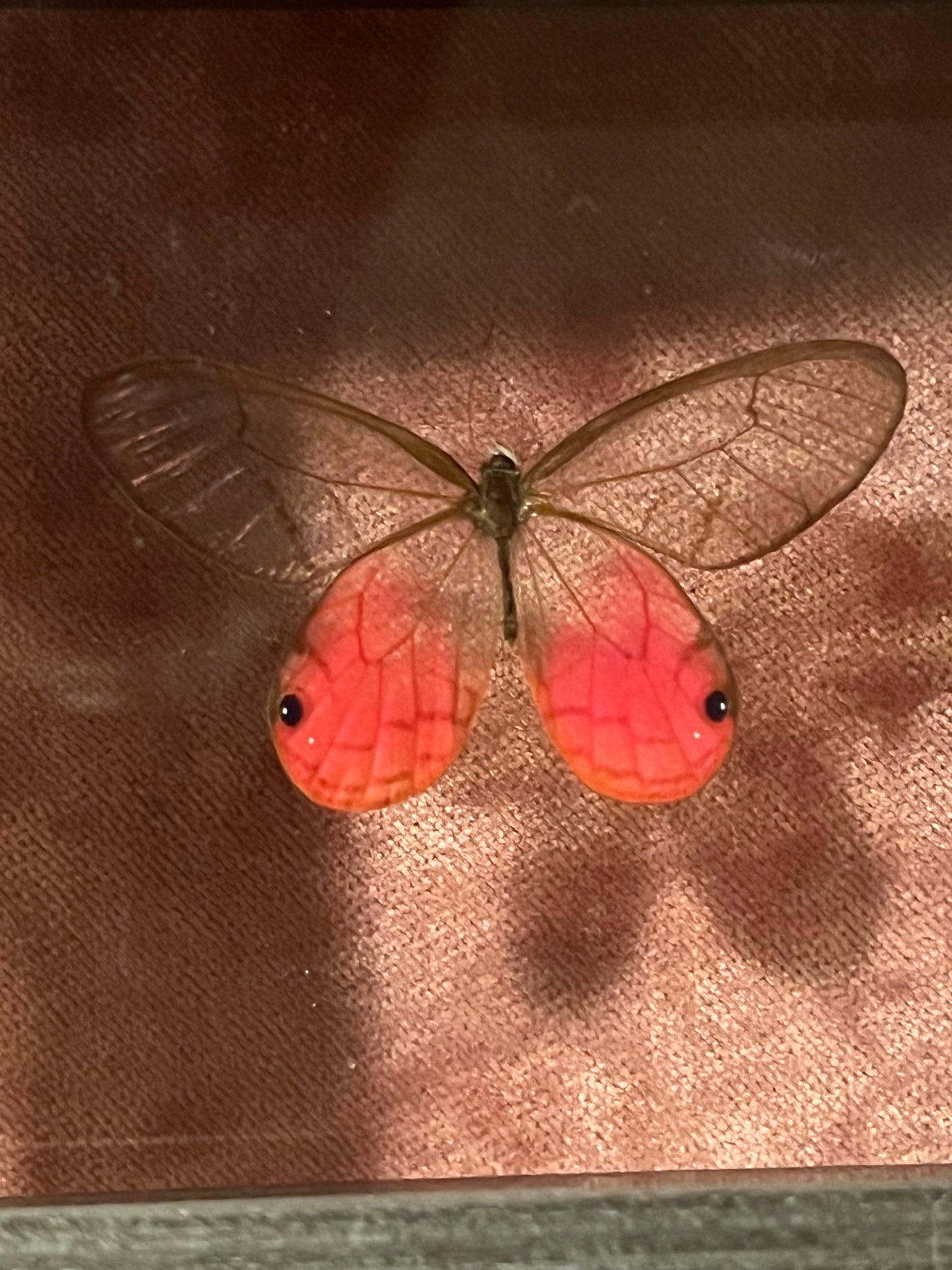Pink Glasswing Glass Backed 4x4