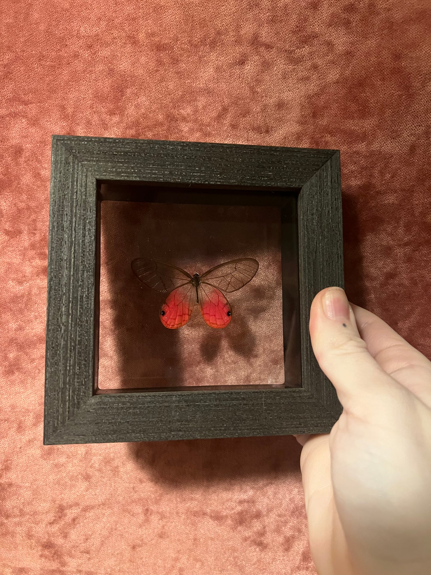 Pink Glasswing Glass Backed 4x4