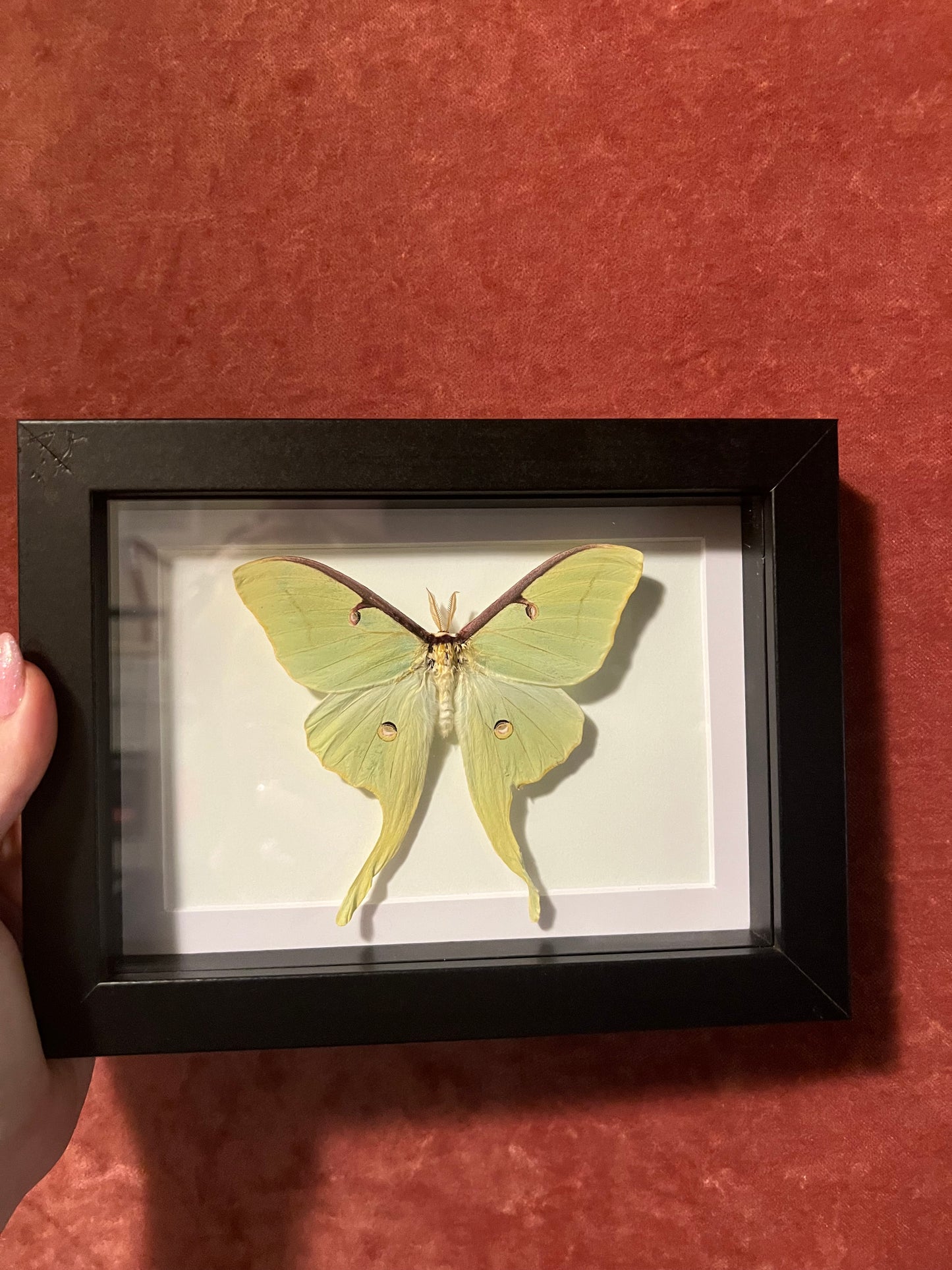 American Luna Moth 5x7