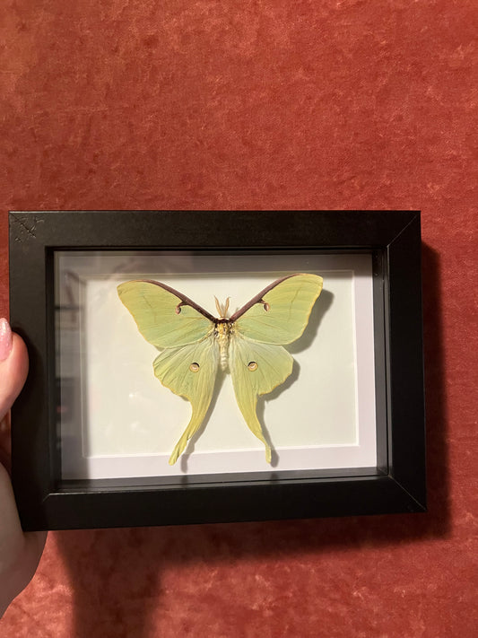 American Luna Moth 5x7