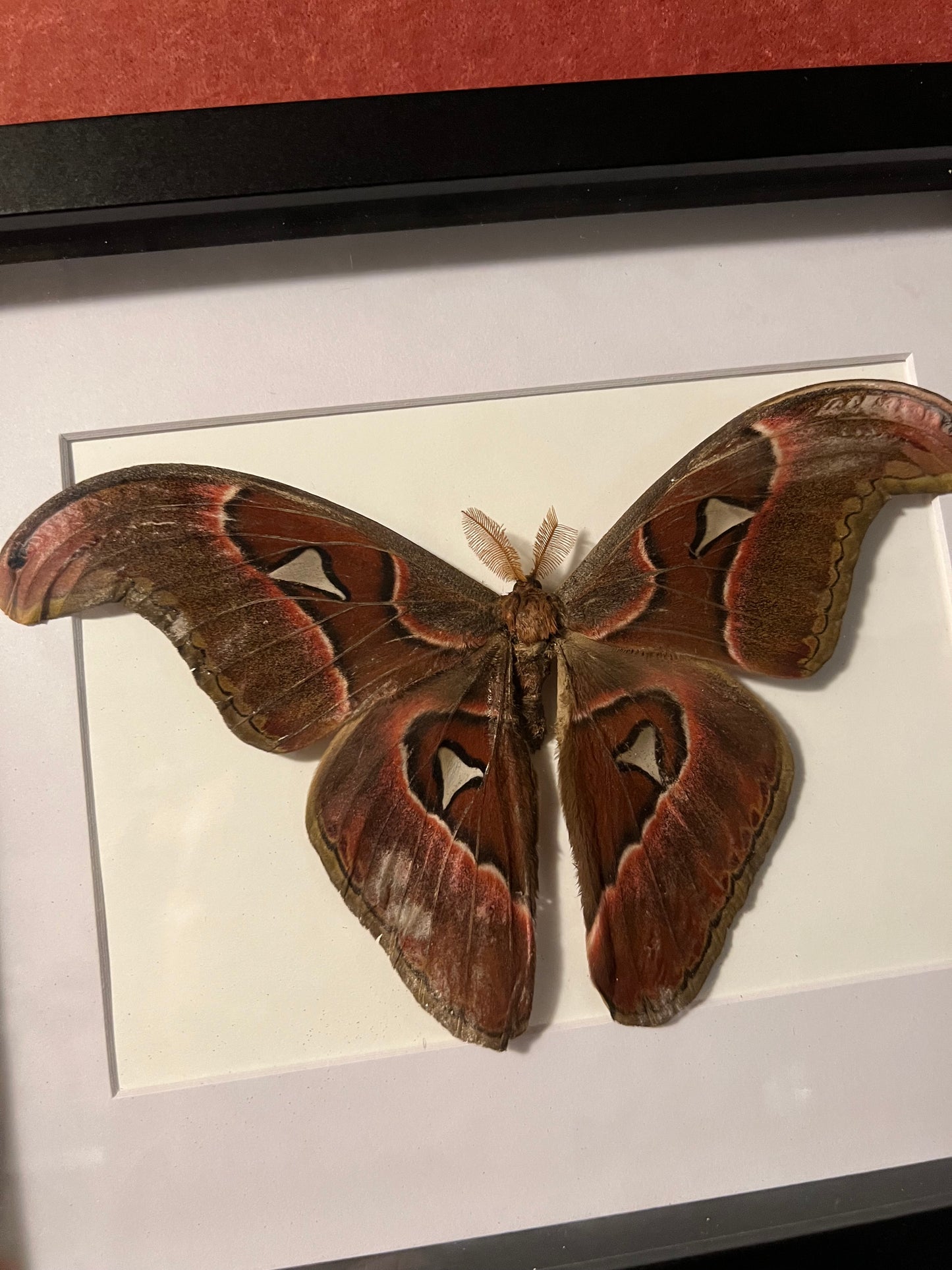 Lorquin’s Atlas Moth