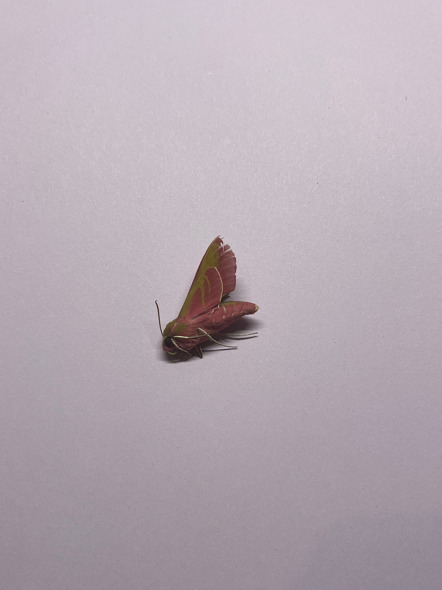 Elephant Hawkmoth Pink Natural Death Specimens