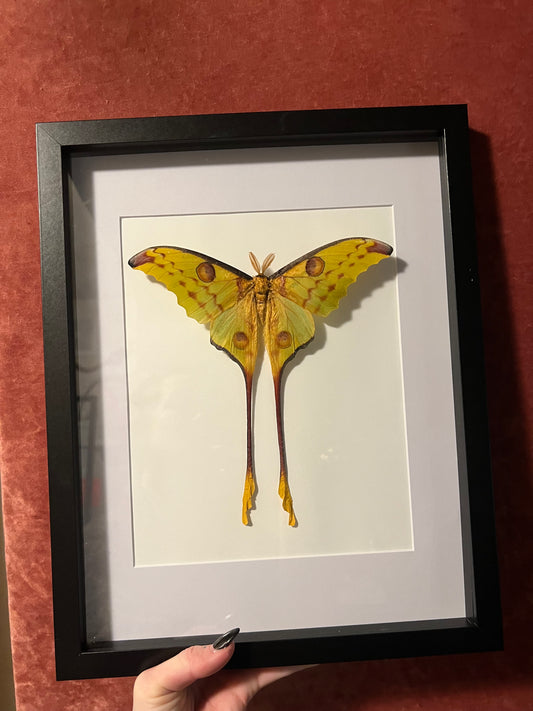 Comet Moth Frame