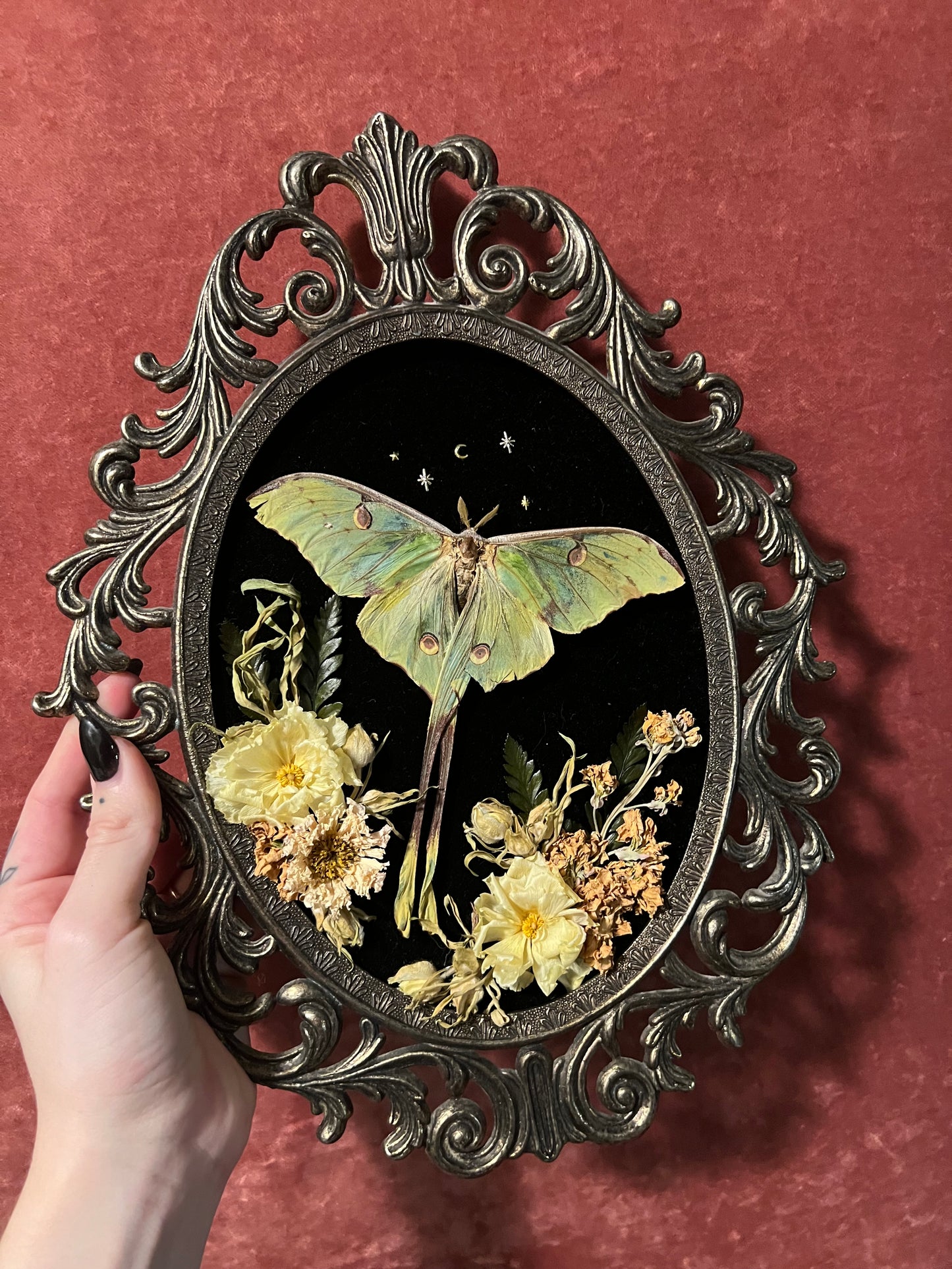 Moon Moth in Vintage Frame