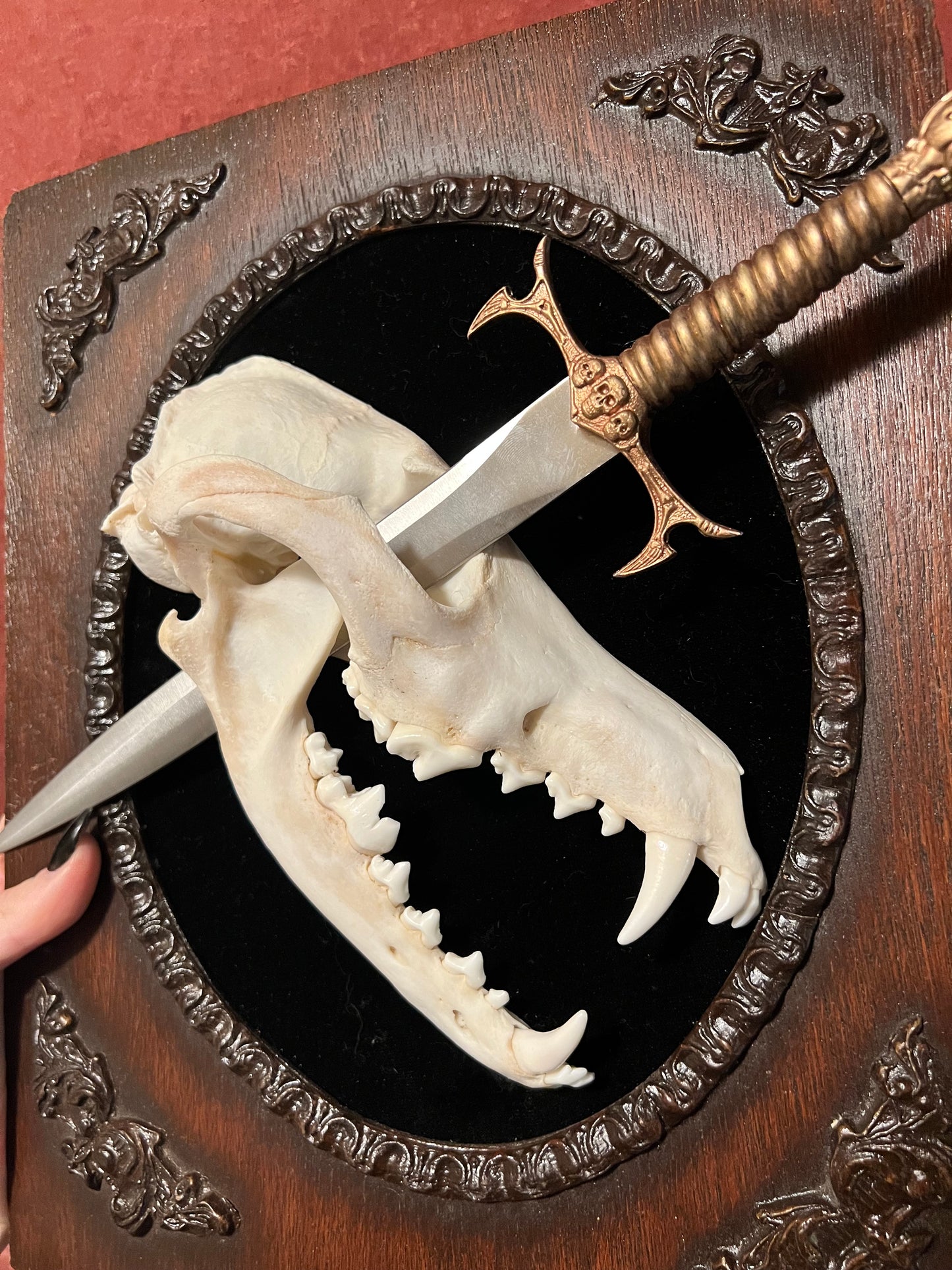 Coyote Dagger in Wooden Frame