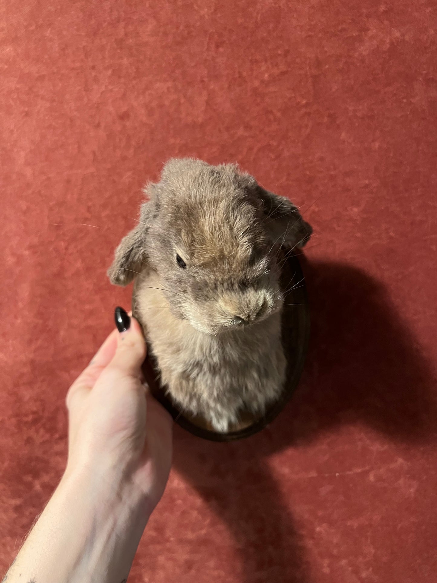 Holland Lop Bunny Mount Taxidermy