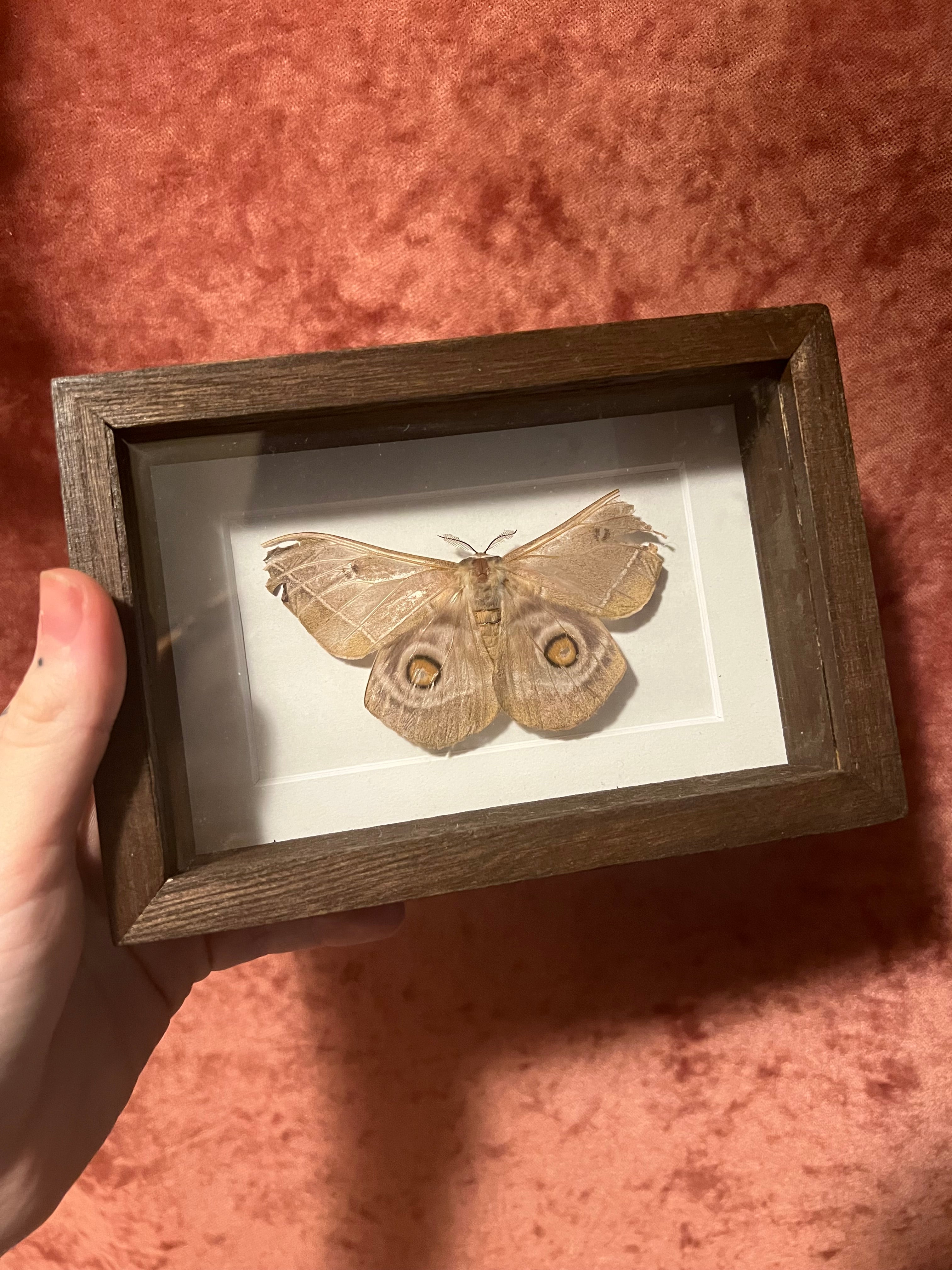 Framed Insects – Wildflower Oddities