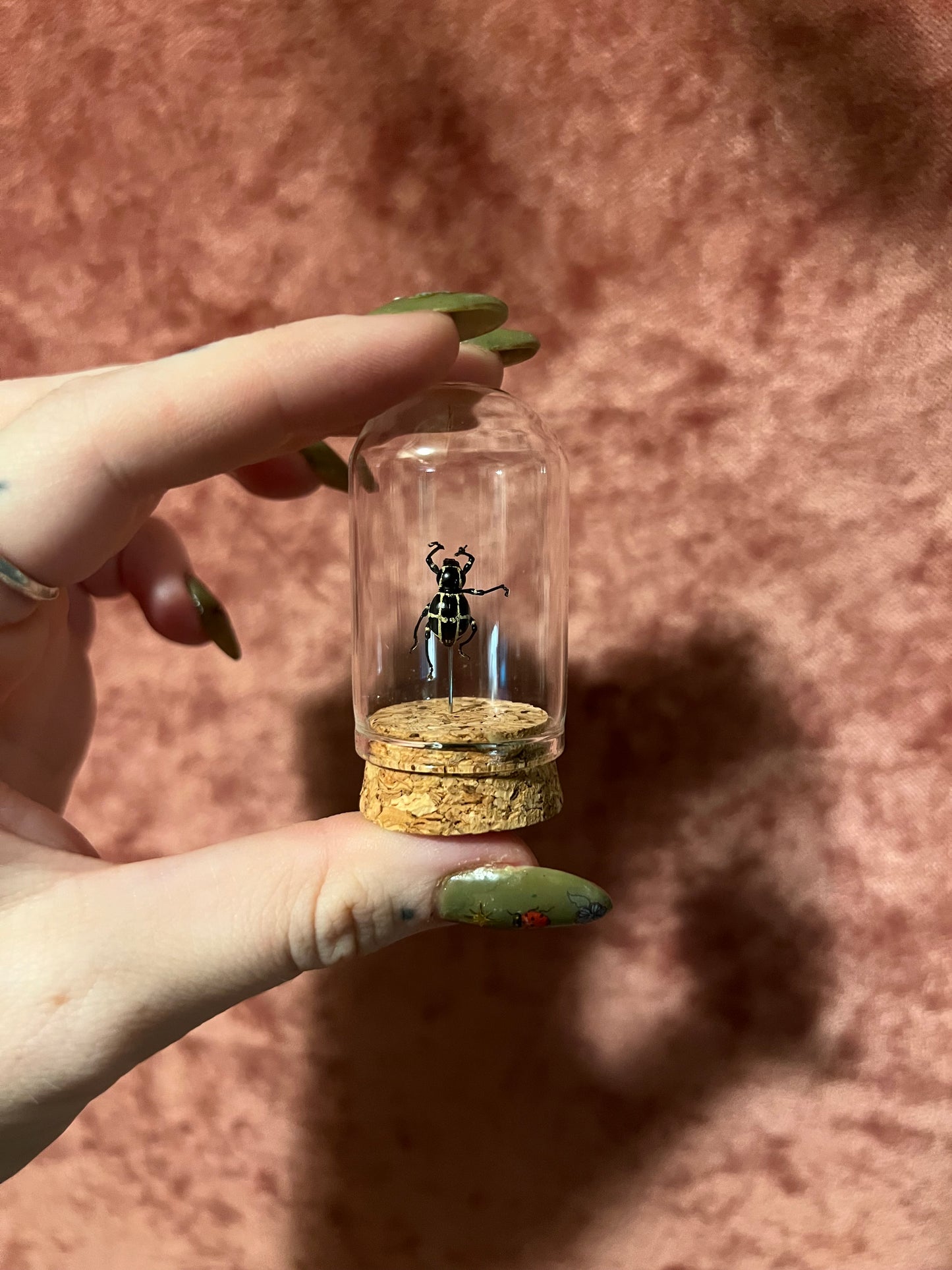 Assorted Beetle Curio Jar, Glass and Cork Dome