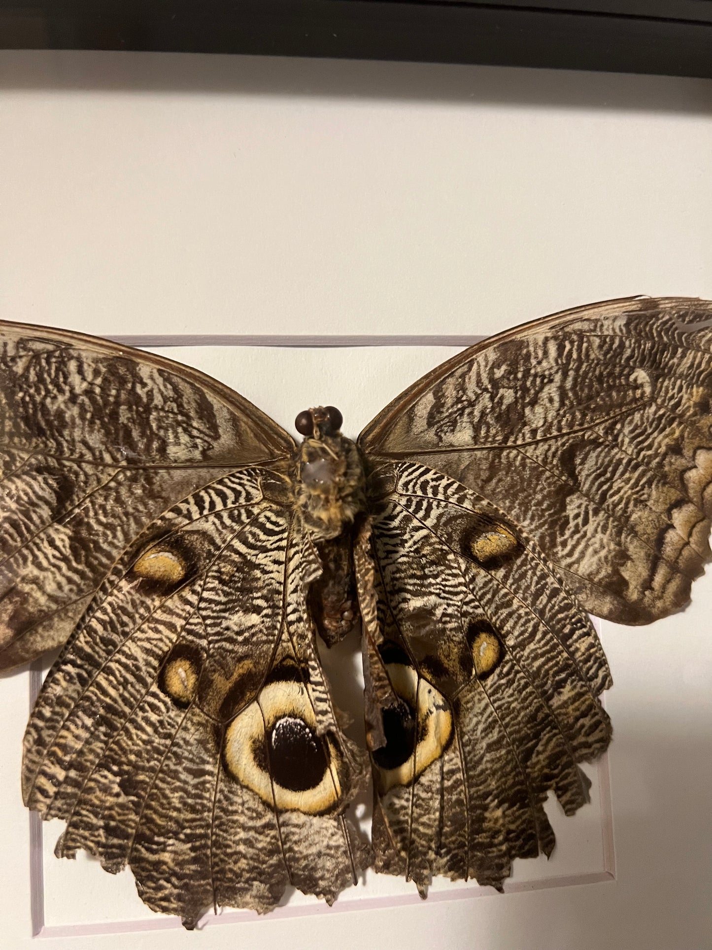 Owl Butterfly (ND) 8x8