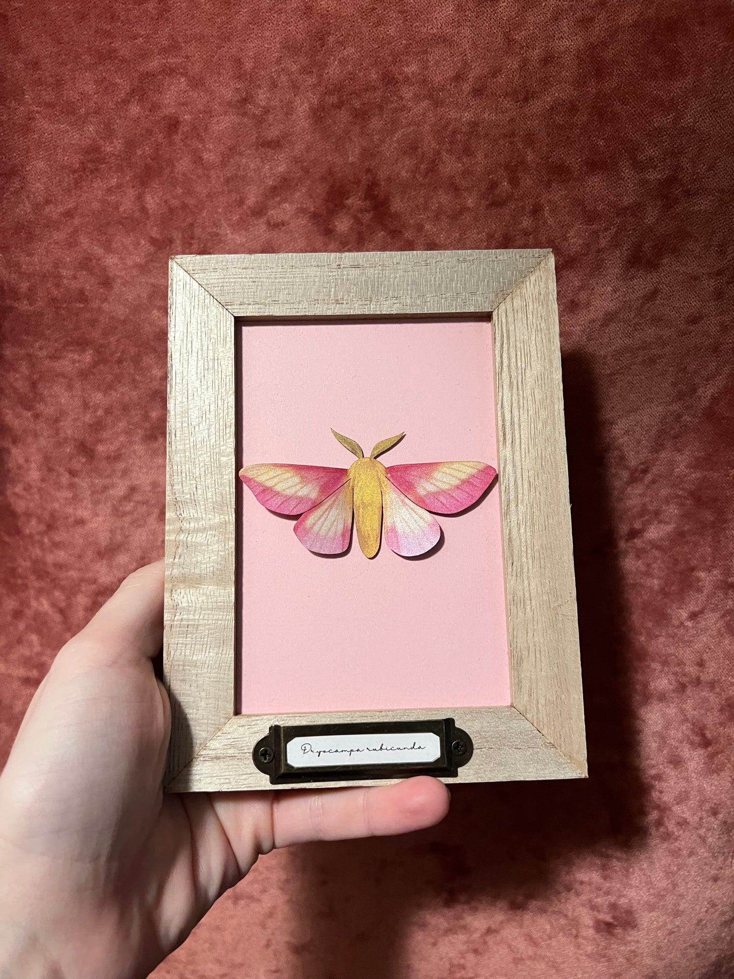 Paper Specimen Vintage Looking Display Frames