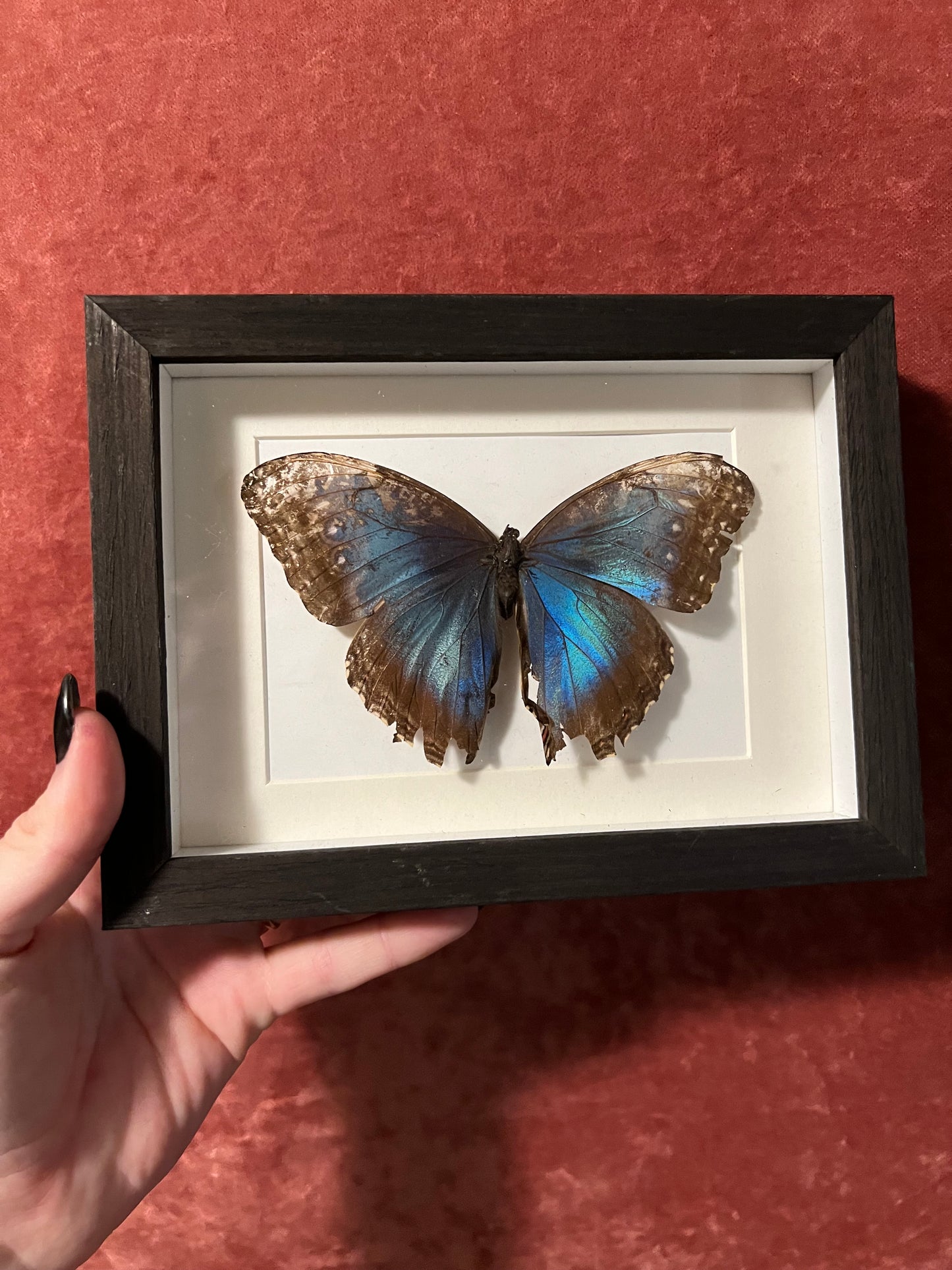 Blue Morpho Frames