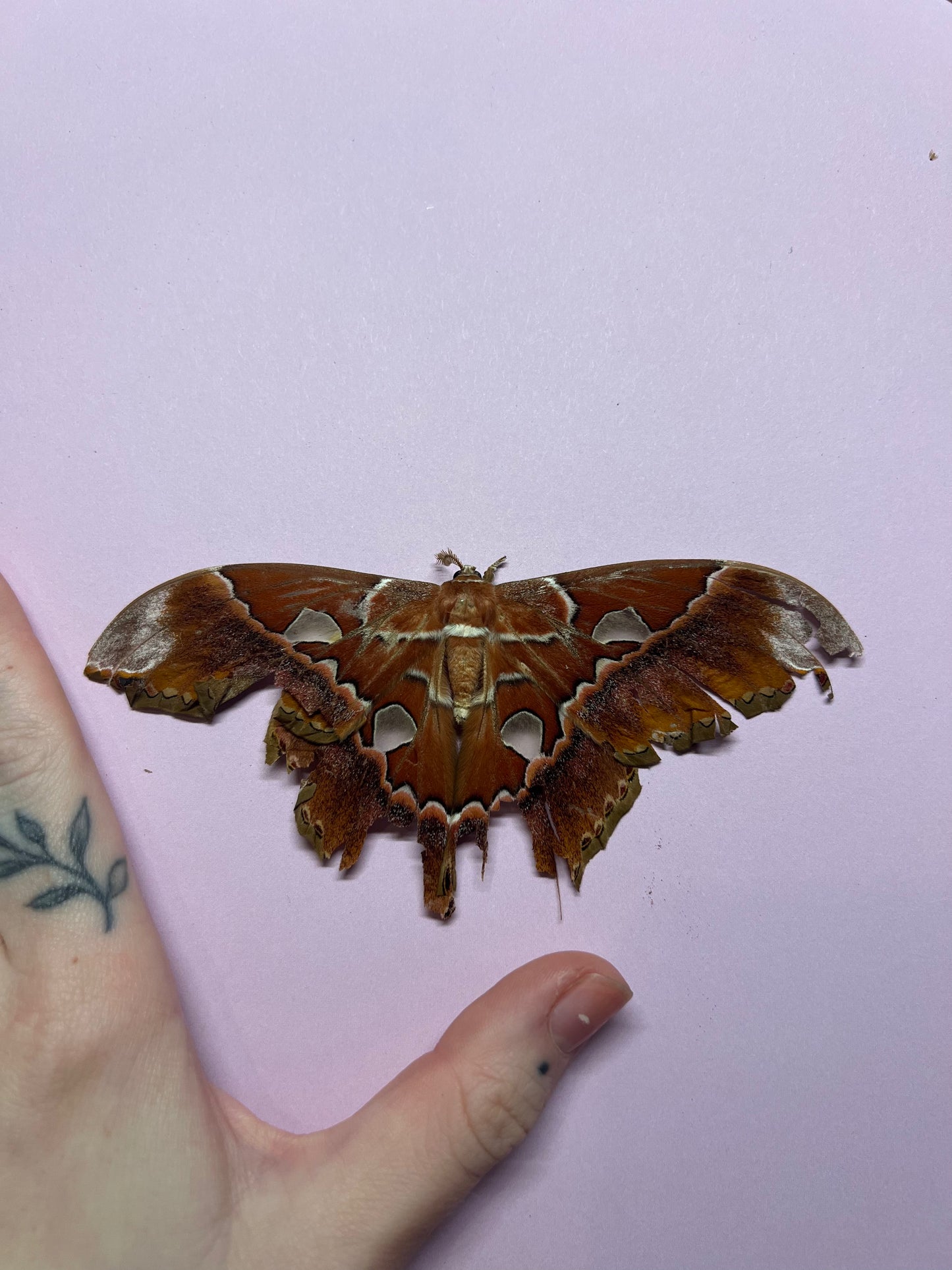 Rothschild Moth Natural Death Specimens