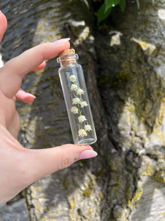 Lily of the Valley, preserved/dried