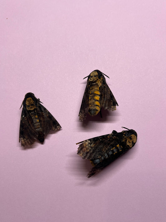 Deaths Head Hawkmoth Natural Death