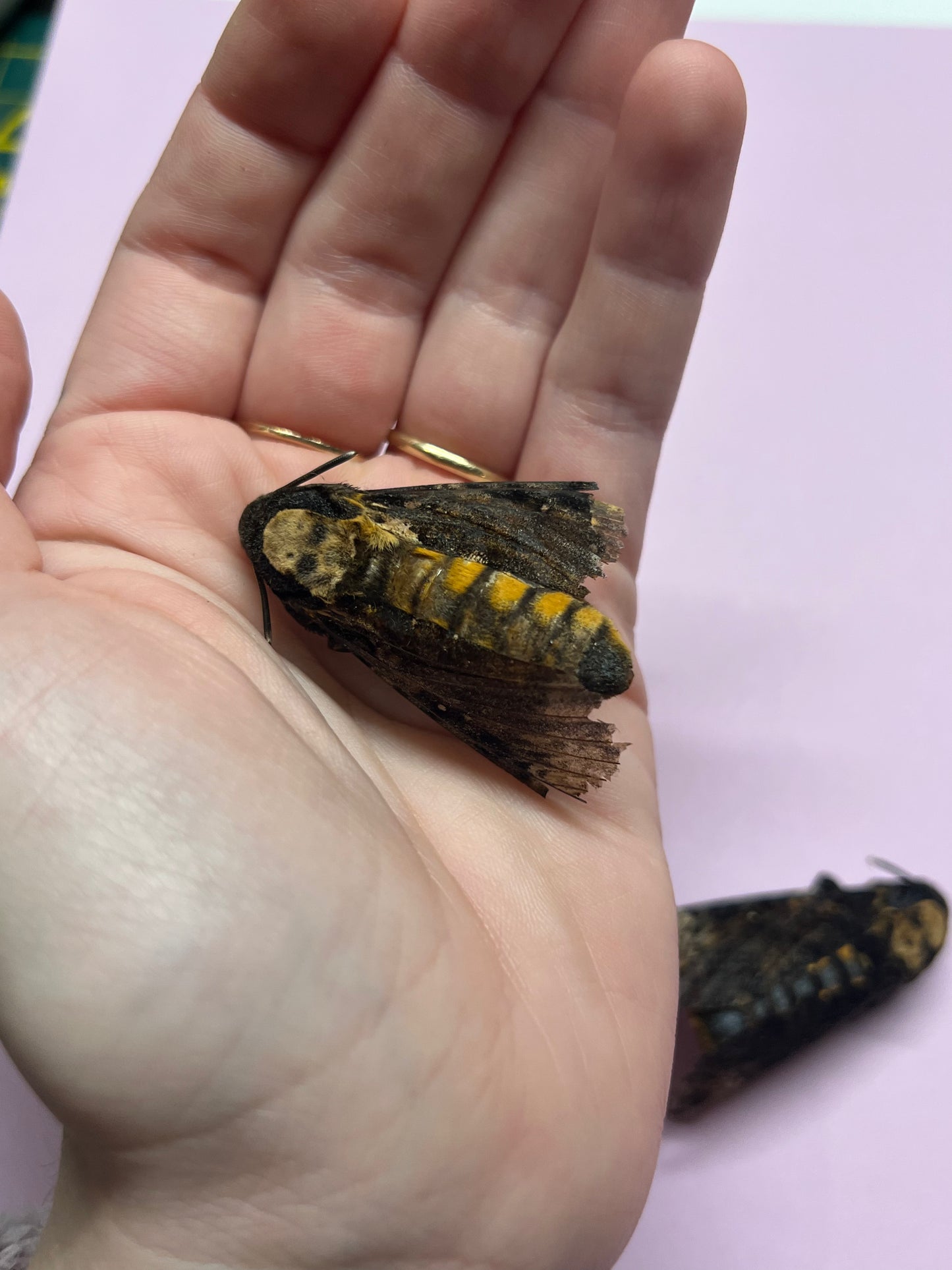 Deaths Head Hawkmoth Natural Death