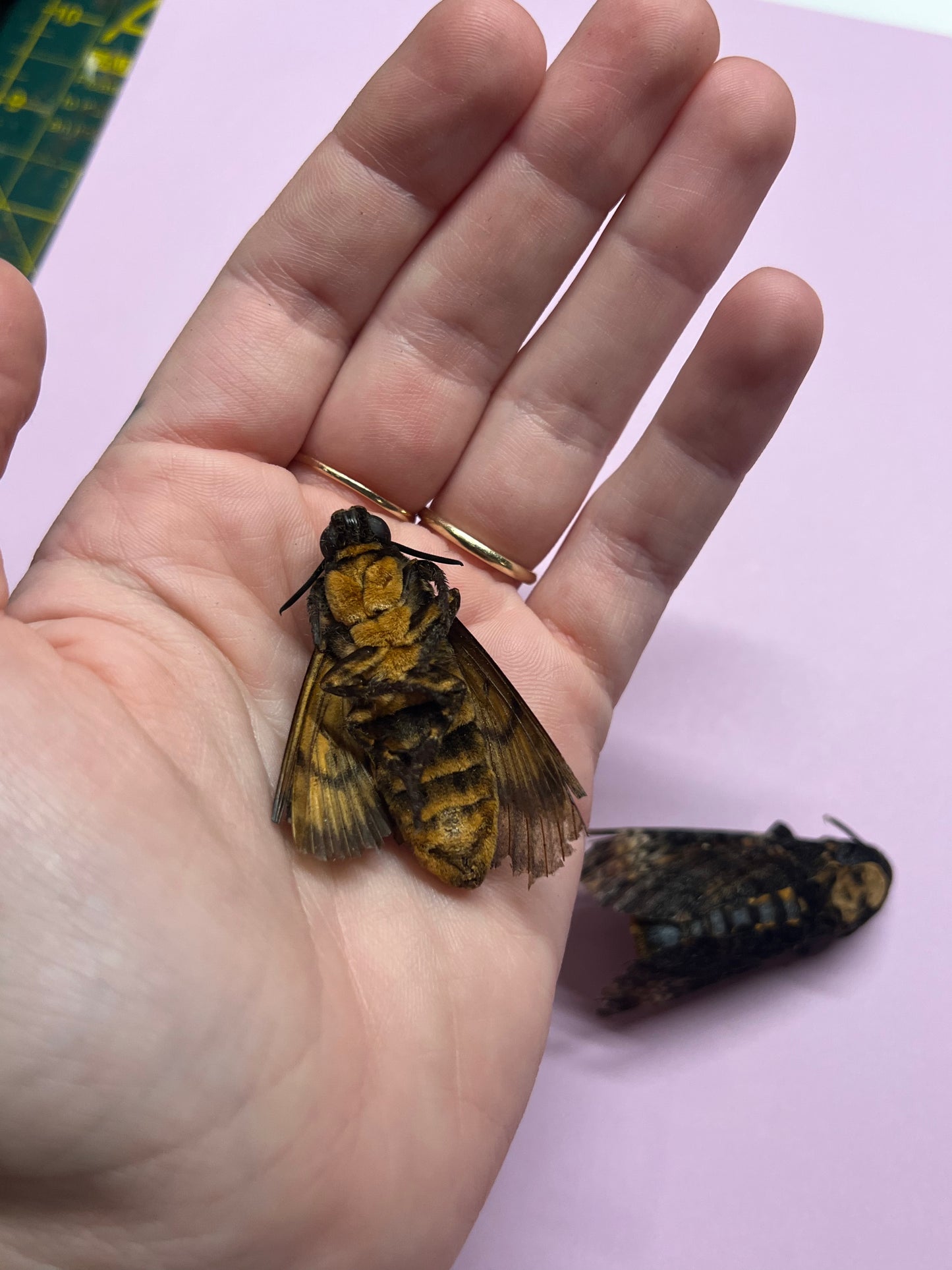 Deaths Head Hawkmoth Natural Death