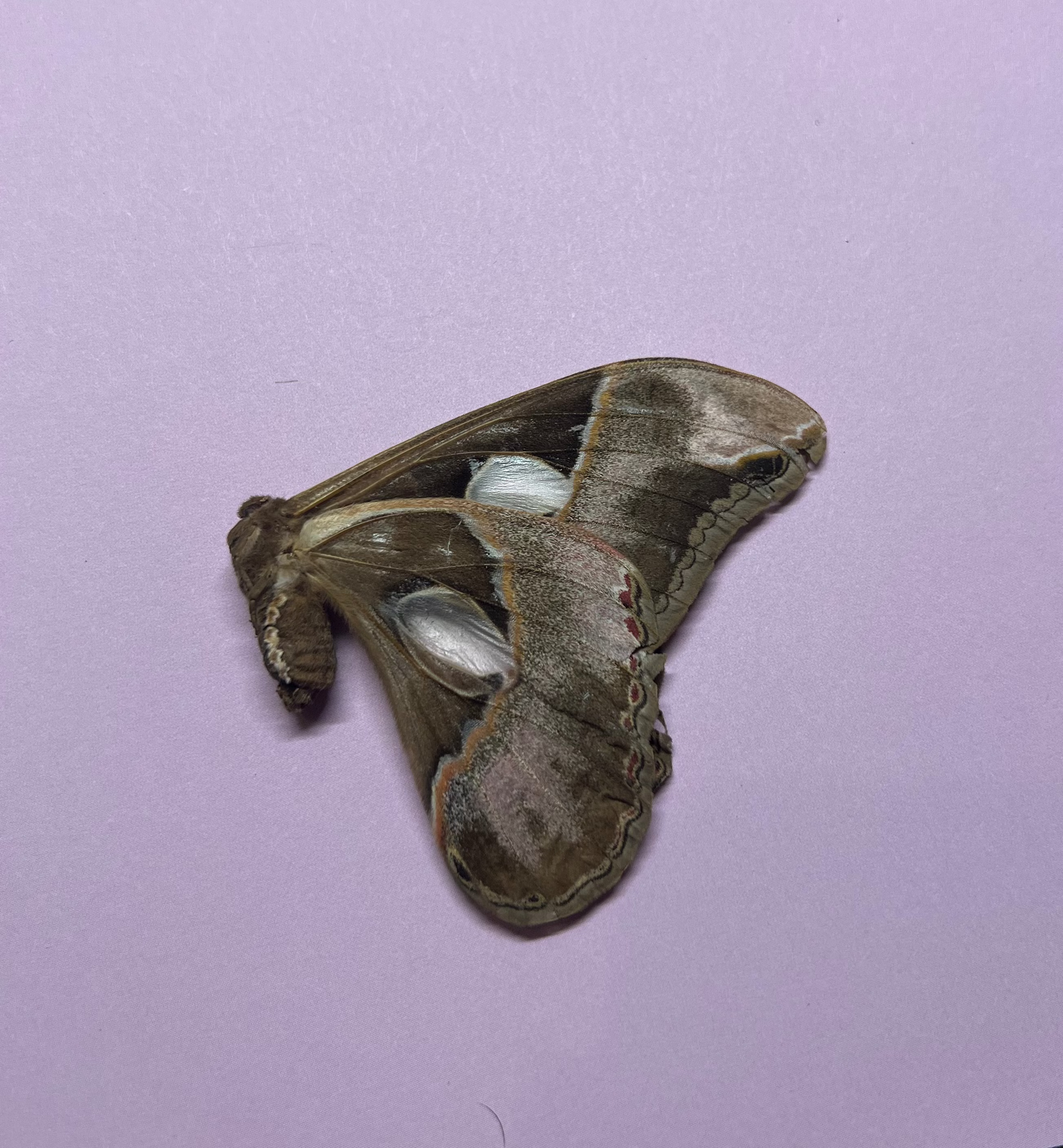 Rothschild Moth Natural Death Specimens