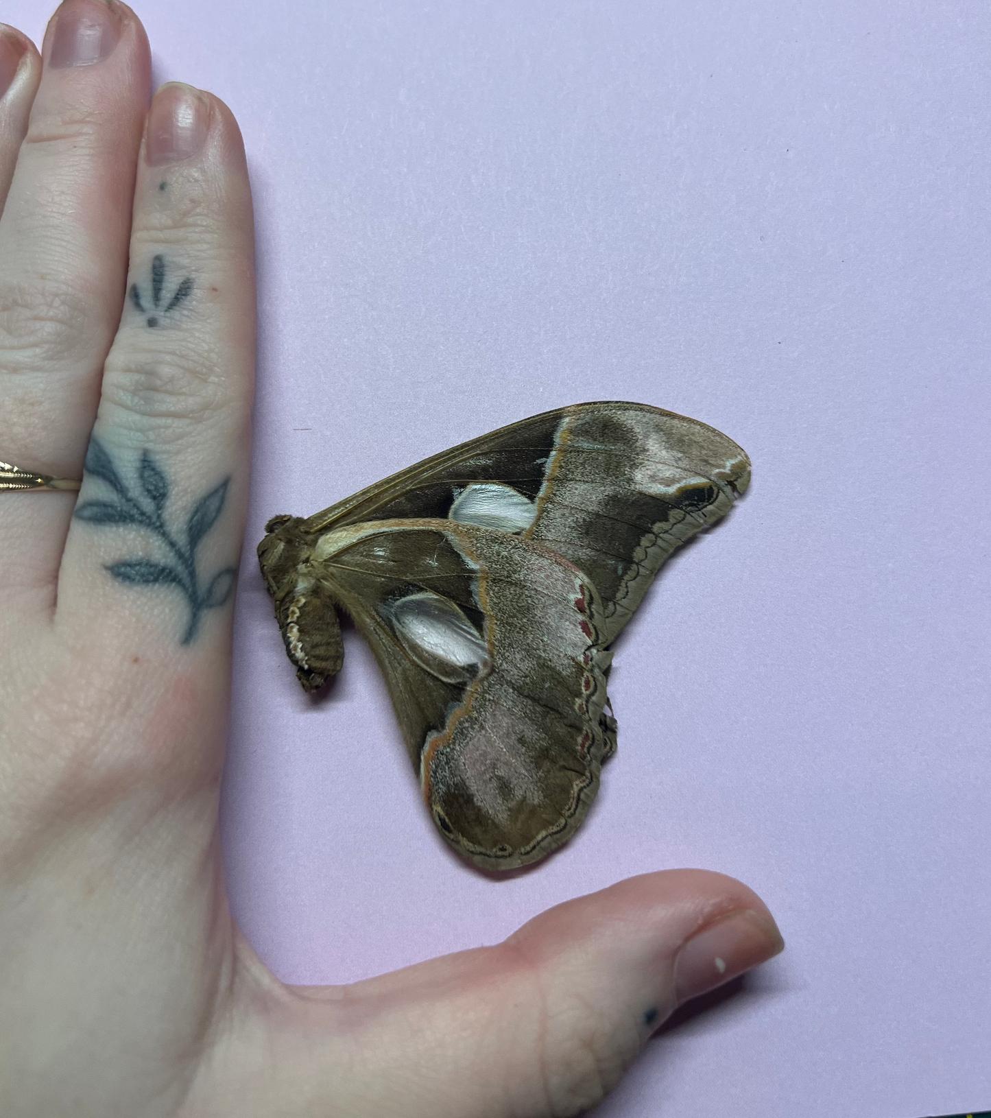 Rothschild Moth Natural Death Specimens