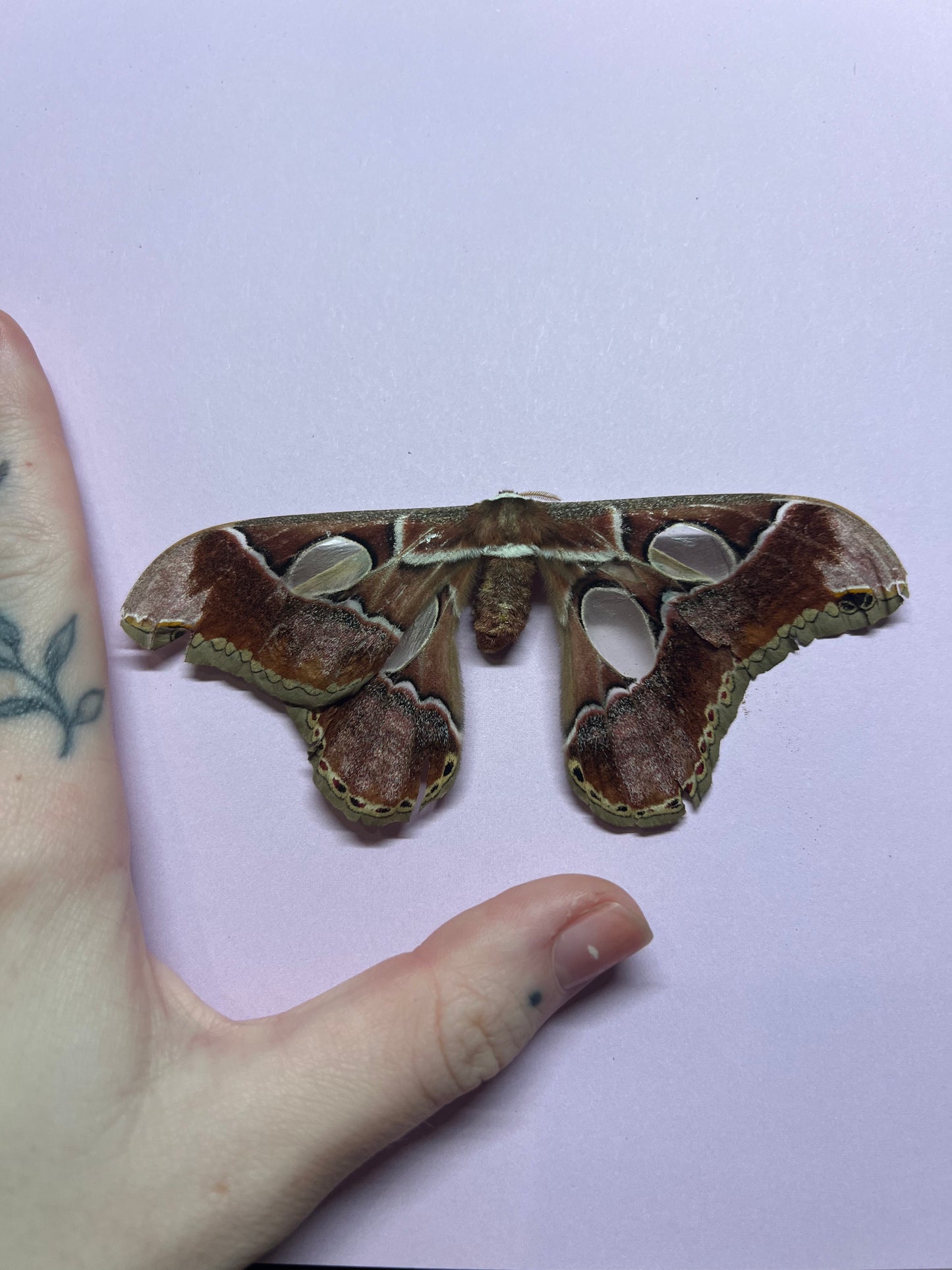 Rothschild Moth Natural Death Specimens