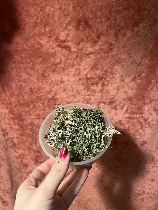 Dried & Preserved Lichen