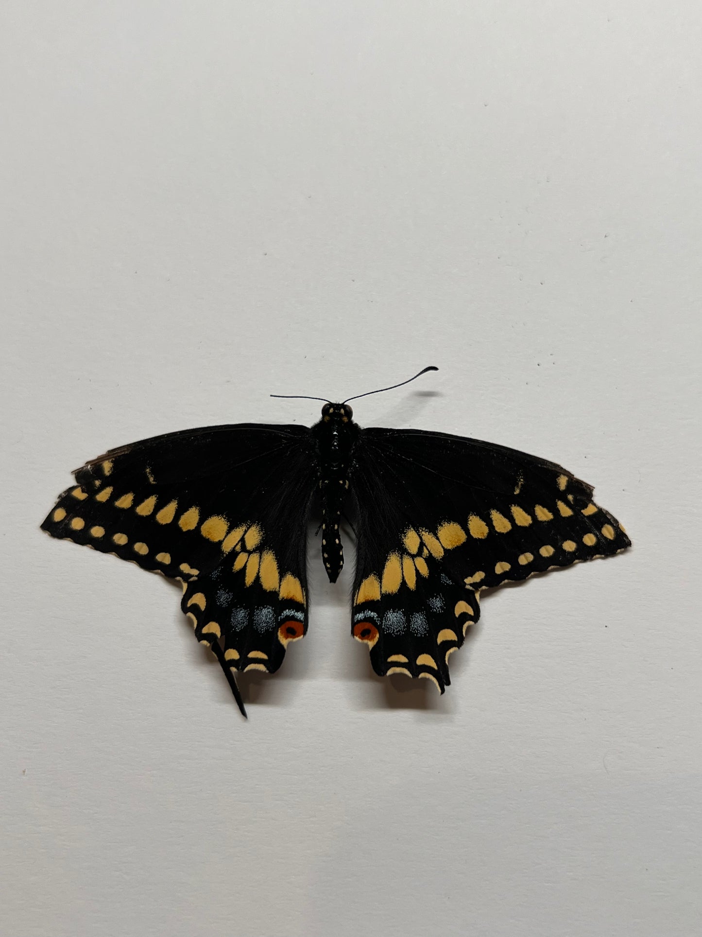 Black Swallowtail - Natural Death Papered Specimen