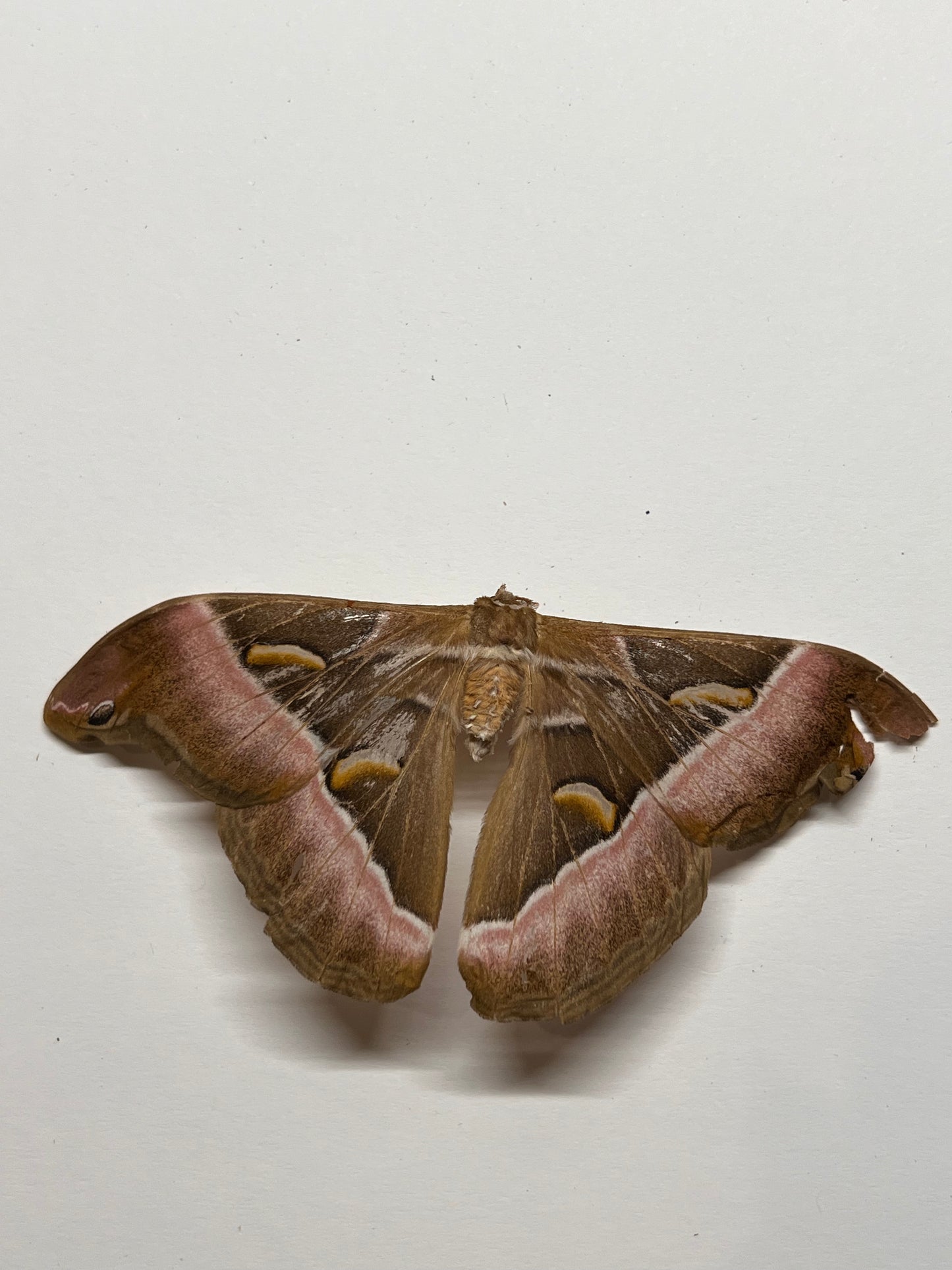 Cynthia Moth - Natural Death Papered Specimen
